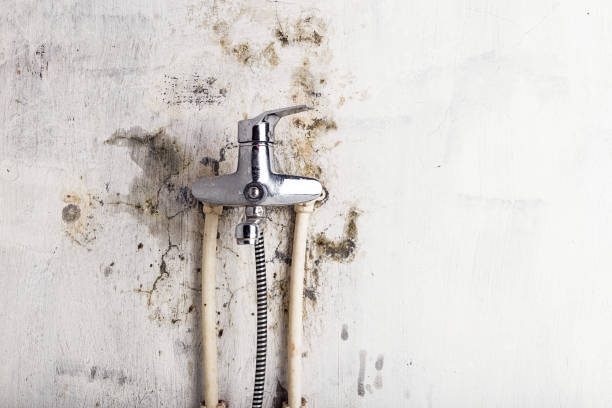 Best Same-Day Mold Removal  in North Fond Du Lac, WI