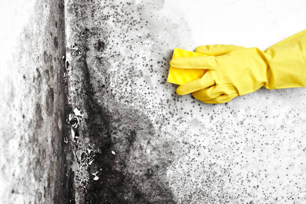 Best Mold Removal Company Near Me  in North Fond Du Lac, WI