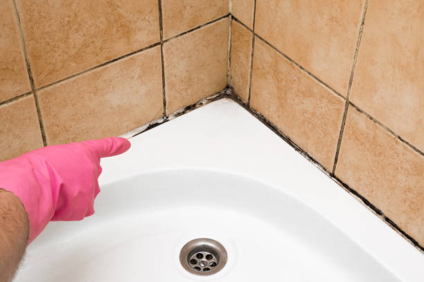 Best Black Mold Removal  in North Fond Du Lac, WI